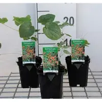 GRDplanten 6 x Epimedium warleyense - Elfenblume - Topf 9 x 9 cm