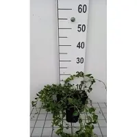 GRDplanten 12 x Vinca minor 'La Grave' ('bowles variety') - Kleines Immergrün 'La Grave' - Topf 9 cm x 9 cm