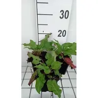 GRDplanten 6 x Persicaria ampl. 'J.s. Caliente' - Kerzenknöterich - Topf 9 x 9 cm