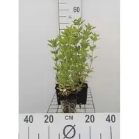 GRDplanten 6 x Lysimachia punctata - Pfennigkraut - Topf 9 x 9 cm