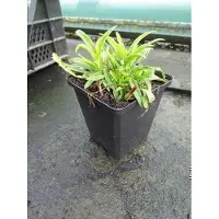 GRDplanten 6 x Campanula pers. 'Blue' - Bergminze - Topf 9 x 9 cm