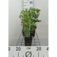 GRDplanten 6 x Sedum hybr. 'Herbstfreude' (syn. 'autumn joy') - Fettblatt - Topf 9 x 9 cm