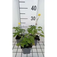 GRDplanten 6 x Trollius europaeus - Trollblume - Topf 9 x 9 cm