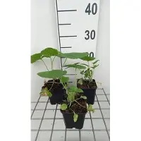 GRDplanten 6 x Lunaria annua 'Albiflora' - Lunaria - Topf 9 x 9 cm