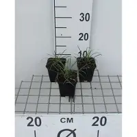 GRDplanten 6 x Ophiopogon jap. 'Minor' - Schlangenbart - Topf 9 x 9 cm