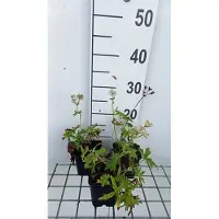 GRDplanten 6 x Astrantia major 'Snowstar' - Sterndolde - Topf 9 x 9 cm
