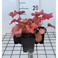 GRDplanten 6 x Heuchera hybr. 'Paprika' - Purpurglöckchen - Topf 9 x 9 cm