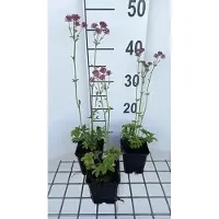 GRDplanten 6 x Astrantia major 'Roma' - Sterndolde - Topf 9 x 9 cm