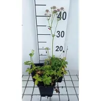 GRDplanten 6 x Astrantia major 'Florence' - Sterndolde - Topf 9 x 9 cm