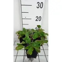 GRDplanten 6 x Eryngium planum - Mannstreu - Topf 9 x 9 cm