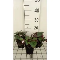 GRDplanten 6 x Cyclamen coum 'Album' - Frühlings - Topf 9 x 9 cm