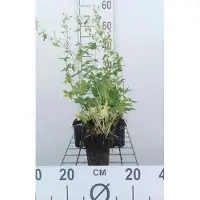 GRDplanten 6 x Geranium phaeum 'Album' - Storchenschnabel- Topf 9 x 9 cm