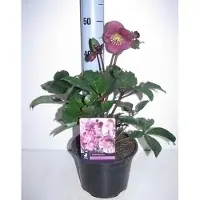 GRDplanten 6 x Helleborus hybr. 'Anna's Red' - Helleborus - Topf 9 x 9 cm