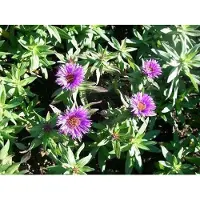 GRDplanten 6 x Aster n.-a. 'Purple Dome' - Herbstaster - Topf 9 x 9 cm