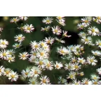 GRDplanten 6 x Aster hybr. 'Monte Cassino' - Herbstaster - Topf 9 x 9 cm