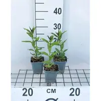 GRDplanten 6 x Phlox (p) 'Europa' - Flammenblume - Topf 9 x 9 cm