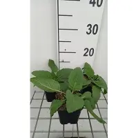 GRDplanten 6 x Salvia prat. 'Swan Lake' - Sternmoos - Topf 9 x 9 cm