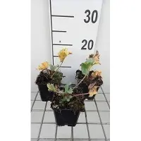 GRDplanten 6 x Eryngium maritimum - Mannstreu - Topf 9 x 9 cm