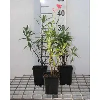 GRDplanten 6 x Centranthus ruber 'Coccineus' - spornblume - Topf 9 x 9 cm