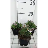 GRDplanten 6 x Kalimeris inc. 'Nana Blue' - Schönaster - Topf 9 x 9 cm