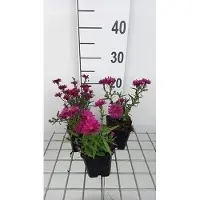 GRDplanten 6 x Aster n.-b. 'Royal Ruby' - Herbstaster - Topf 9 x 9 cm