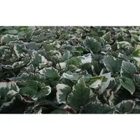 GRDplanten 6 x Brunnera macr. 'Variegata' - Kaukasisches Vergissmeinnicht - Topf 9 x 9 cm