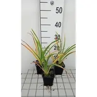 GRDplanten 6 x Hemerocallis hybr. 'White Temptation' - taglilie - Topf 9 x 9 cm