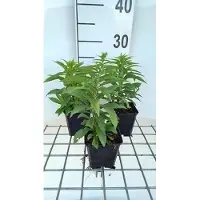 GRDplanten 6 x Solidago hybr. 'Golden Dwarf' - Goldrute - Topf 9 x 9 cm