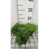 GRDplanten 6 x Galium verum - Galium - Topf 9 x 9 cm
