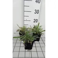 GRDplanten 6 x Scabiosa cauc. 'Miss Willmott' - Skabiose - Topf 9 x 9 cm