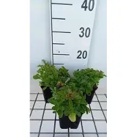 GRDplanten 6 x Sedum selskianum - Fettblatt - Topf 9 x 9 cm
