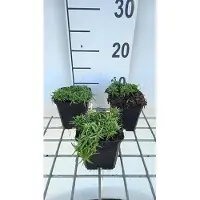 GRDplanten 6 x Phlox (s) 'Snowflake' - Flammenblume - Topf 9 x 9 cm