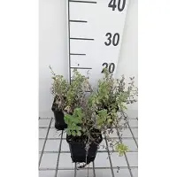GRDplanten 6 x Nepeta faas. 'Alba' - Katzenminze - Topf 9 x 9 cm
