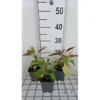 GRDplanten 6 x Penstemon hybr. 'Winter Star' - Bartfaden - Topf 9 x 9 cm