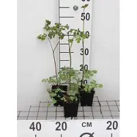 GRDplanten 6 x Thalictrum rochebrunianum - Wiesenraute - Topf 9 x 9 cm