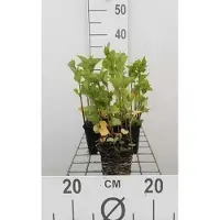 GRDplanten 6 x Physalis alkekengi 'Franchetii' - Physalis - Topf 9 x 9 cm