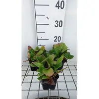 GRDplanten 6 x Bergenia hybr. 'Abendglut' ( 'evening glow') - pseudodictamnus - Topf 9 x 9 cm