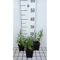 GRDplanten 6 x Salvia nem. 'Sensation Medium White' - Sternmoos - Topf 9 x 9 cm