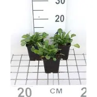 GRDplanten 6 x Leucanthemum vulgare 'Maikönigin' - Margerite - Topf 9 x 9 cm