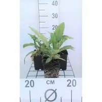 GRDplanten 6 x Echinops ritro - Kugeldistel - Topf 9 x 9 cm