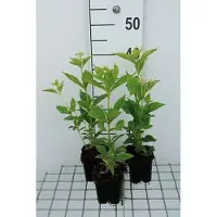 GRDplanten 6 x Eupatorium mac. 'Album' - Wasserdost - Topf 9 x 9 cm