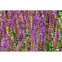 GRDplanten 6 x Salvia sylv. 'Dear Anja' - Sternmoos - Topf 9 x 9 cm
