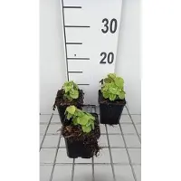 GRDplanten 6 x Lamiastrum gal. 'Florentinum' ( 'variegatum') - Goldnessel - Topf 9 x 9 cm