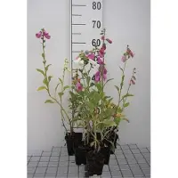 GRDplanten 6 x Digitalis purp. 'Gloxiniiflora' - Fingerhut - Topf 9 x 9 cm