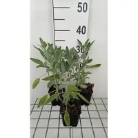 GRDplanten 6 x Salvia off. 'Albiflora' - Sternmoos - Topf 9 x 9 cm
