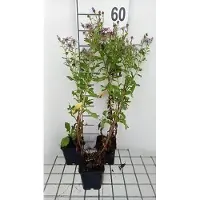 GRDplanten 6 x Aster hybr. 'Js Eleven Purple' - Herbstaster - Topf 9 x 9 cm