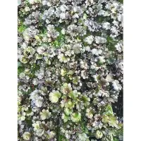 GRDplanten 6 x Saxifraga cort. 'Black Ruby' - Steinbrech - Topf 9 x 9 cm