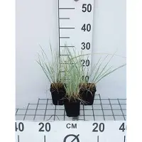 GRDplanten 6 x Helictotrichon sempervirens - Blaustrahlhafer - Topf 9 x 9 cm