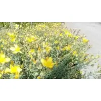 GRDplanten 6 x Hypericum olymp. 'Citrinum' - Johanniskraut - Topf 9 x 9 cm