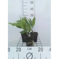 GRDplanten 6 x Convallaria majalis - Maiglöckchen - Topf 9 x 9 cm